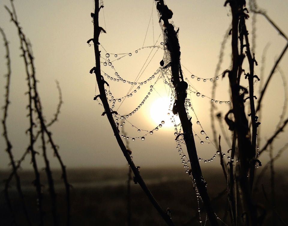 Branches cobwebs dew