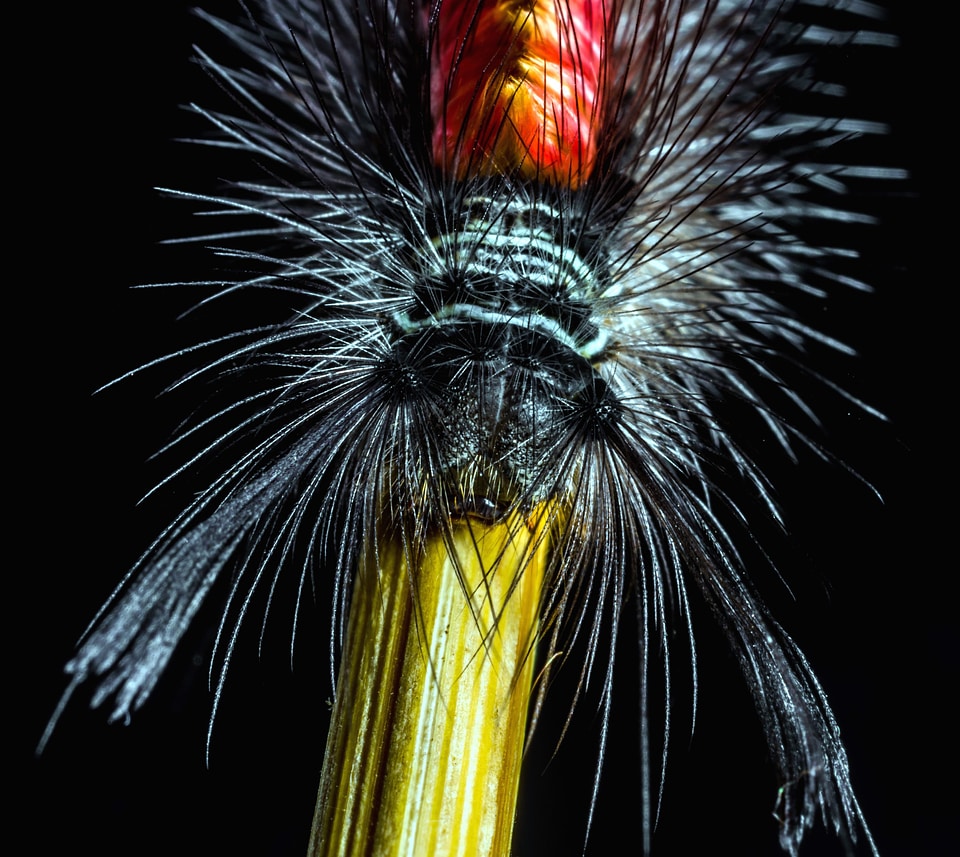 Caterpillar hairy insect