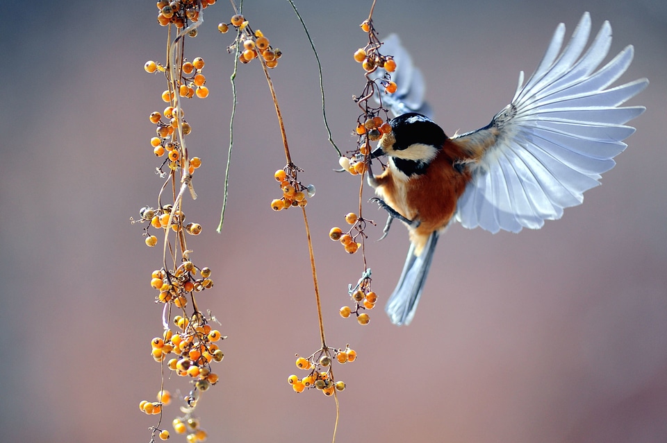 Animal beautiful photo bird