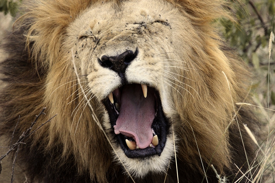 Africa south africa wild