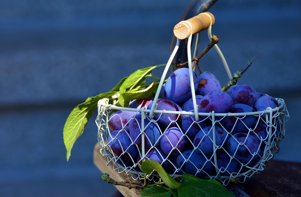 Basket beautiful photo food