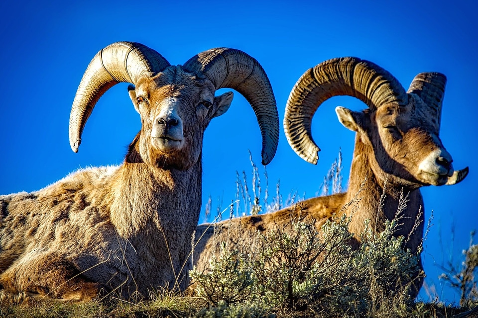 Fauna mammal mountain