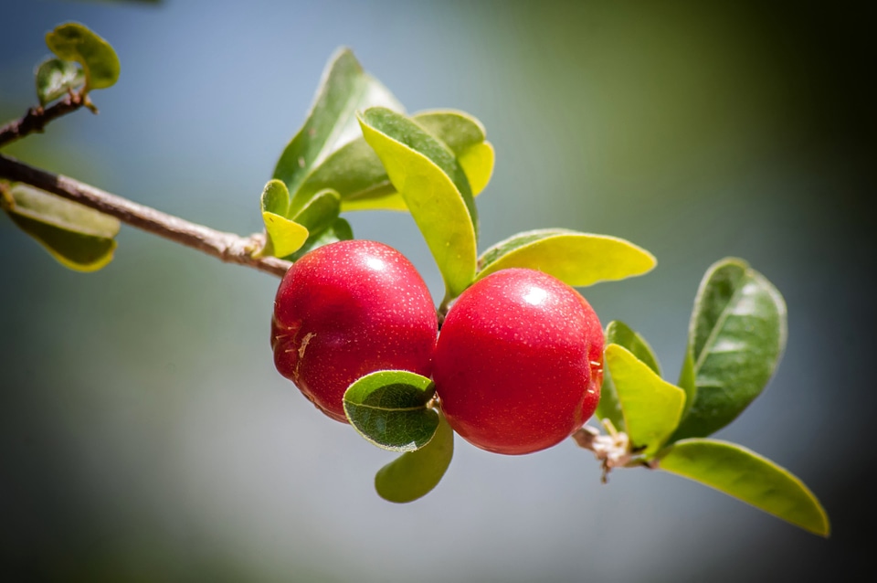 Beautiful Photo cherries food