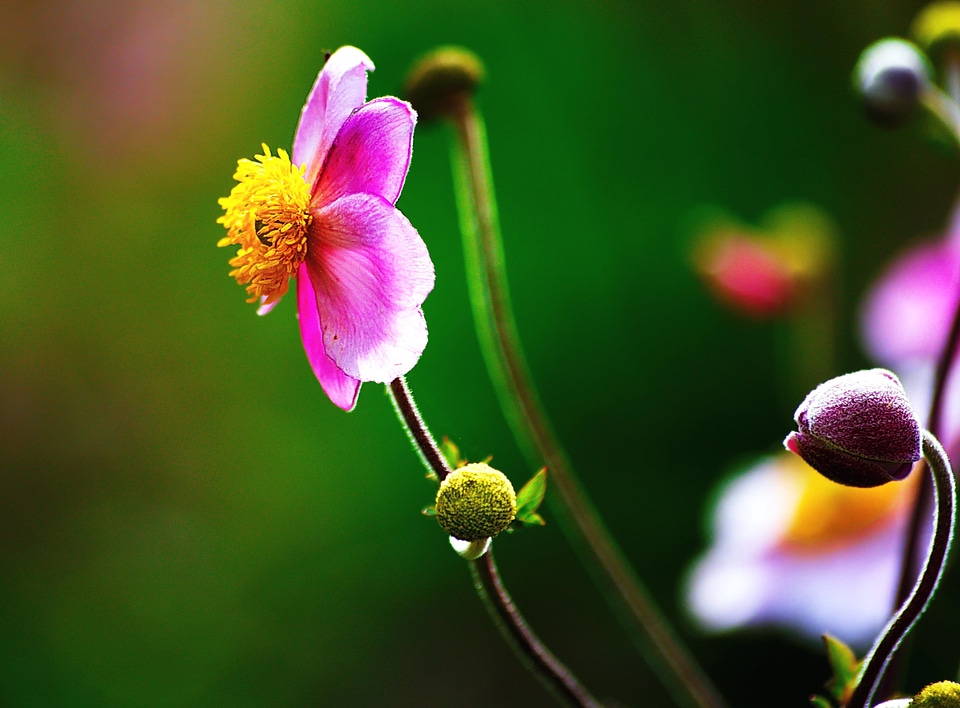 Bloom buds flower