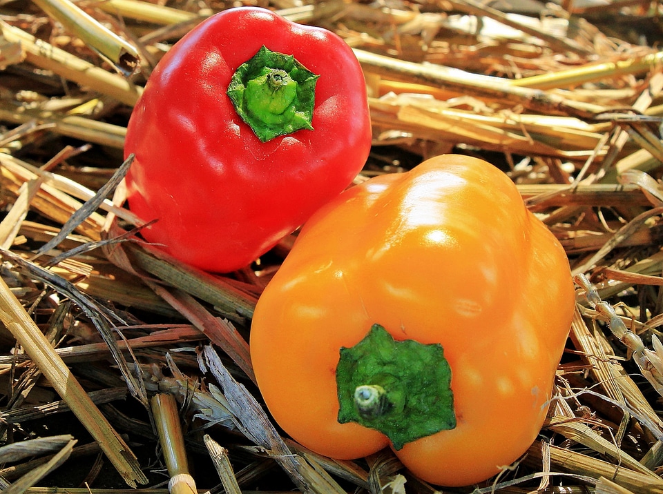 Beautiful Photo bell pepper food