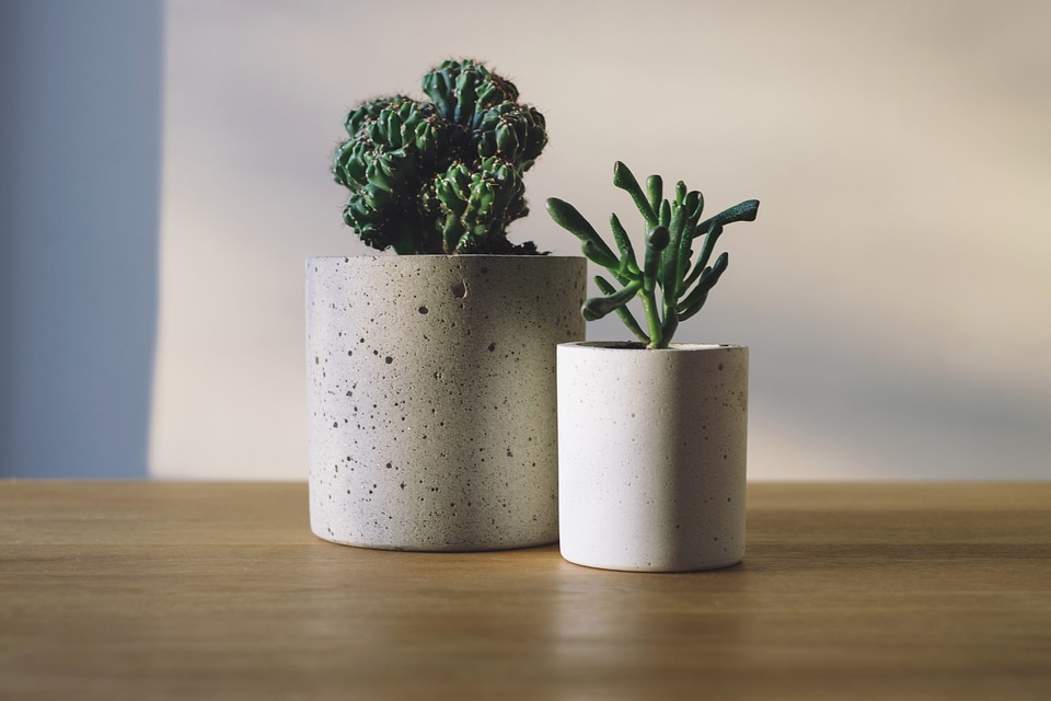 Artistic beautiful photo cactus