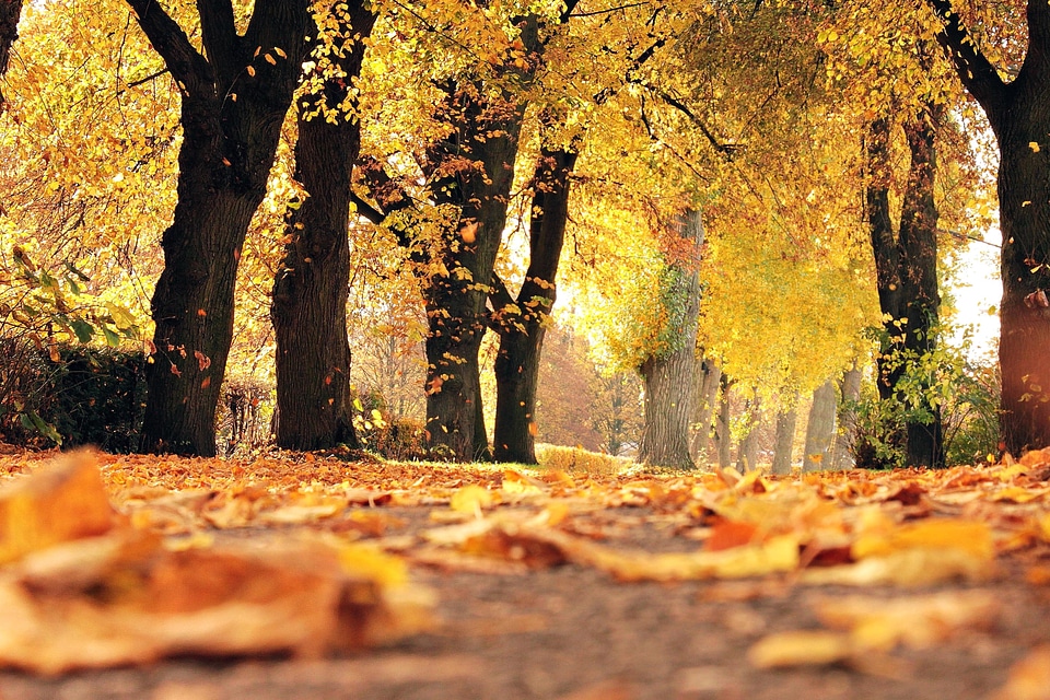Autumn forest landscape