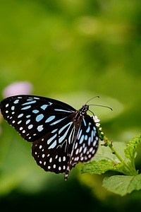 Animal biology fauna
