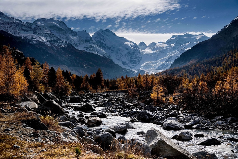 Canada creek forest