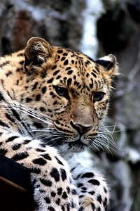 Cat fauna leopard photo