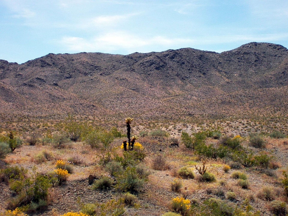Desert flora landscape