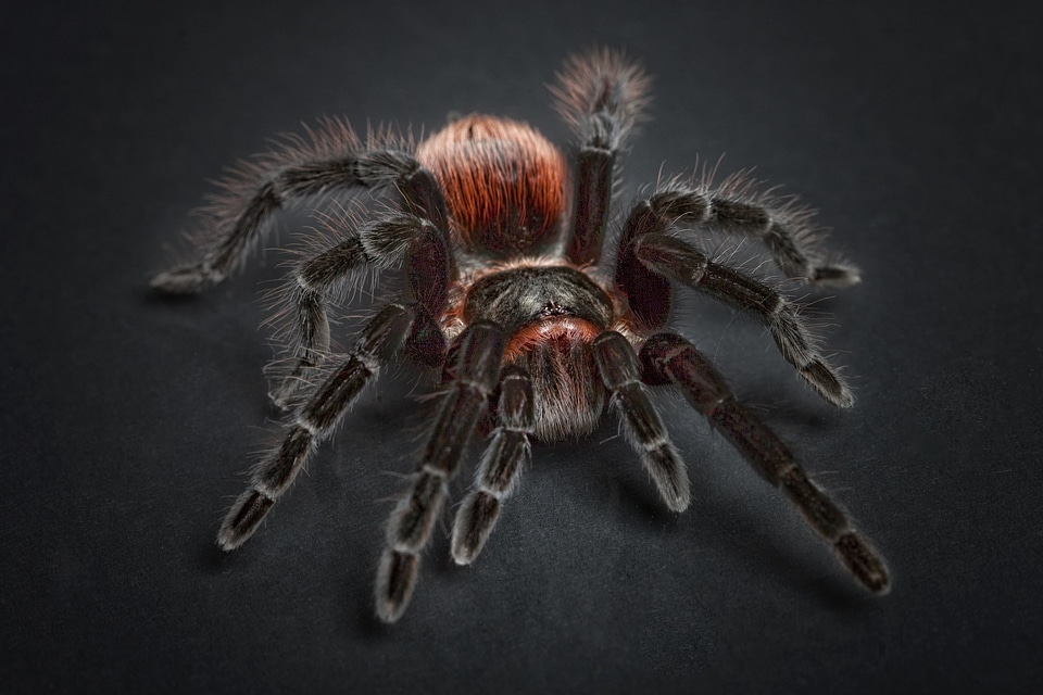 Animal arachnid fauna