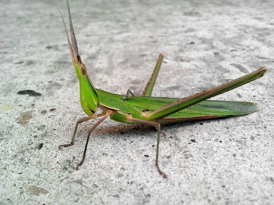 Animal bug close-up