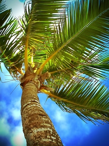 Clouds coast coconut