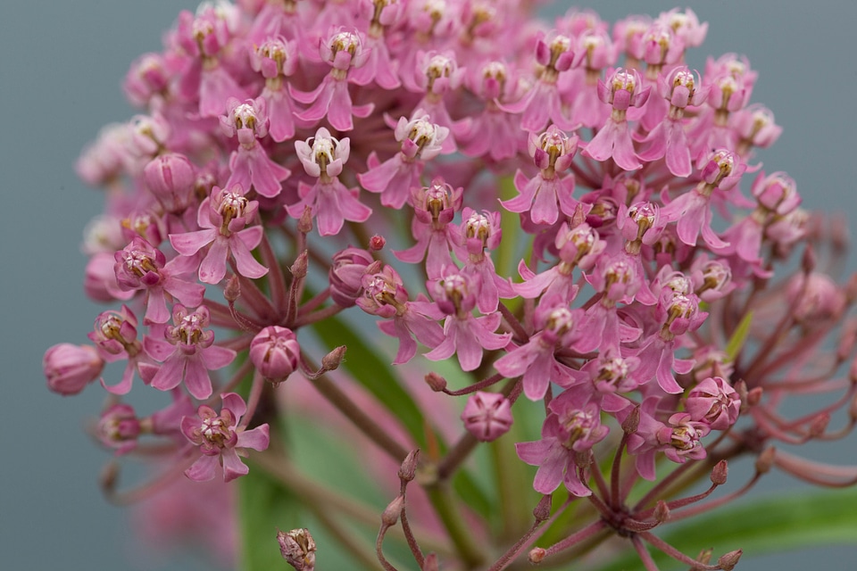 Beautiful Photo blossom blossoming