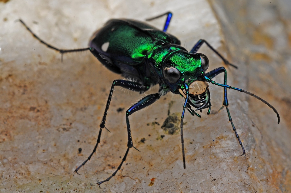 Biology animal green