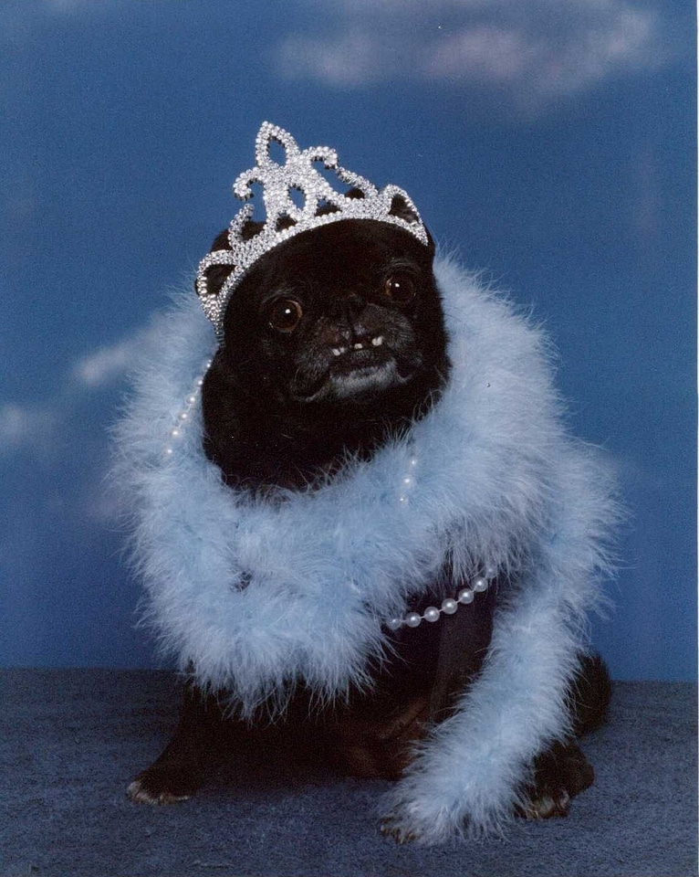Adornment amusement cane
