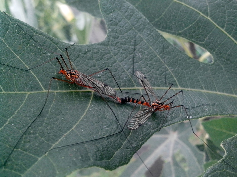 Animal bug details