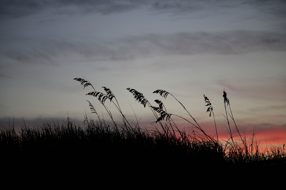 Beautiful Photo evening mare