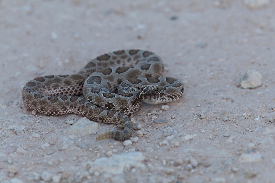 Animal desert gift