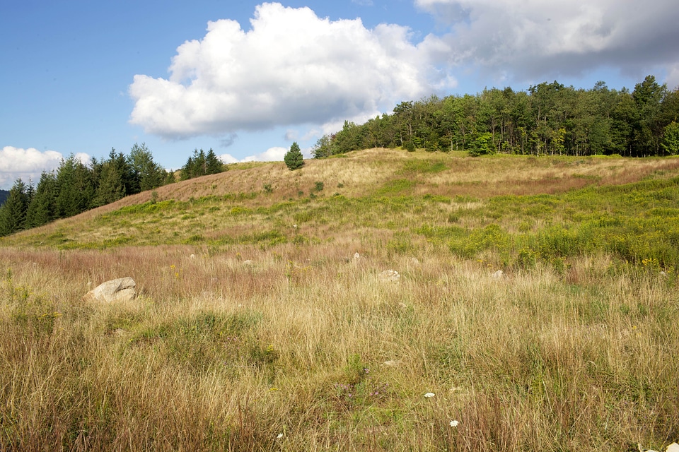Grass Plants season 