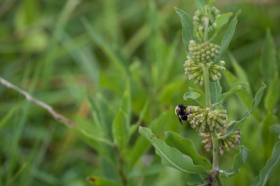 Asclepias Syriaca bee bug