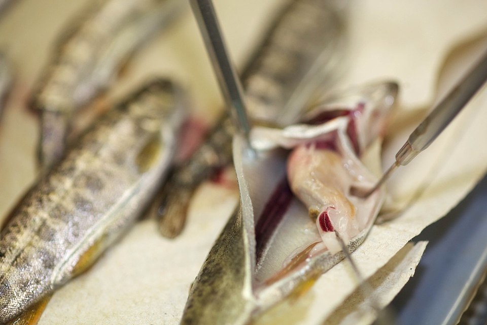 Analysis fish health photo