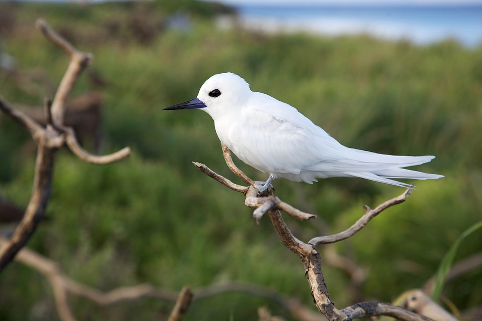 Animal beautiful photo bird