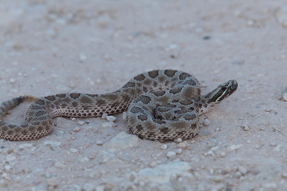 Animal reptile snake