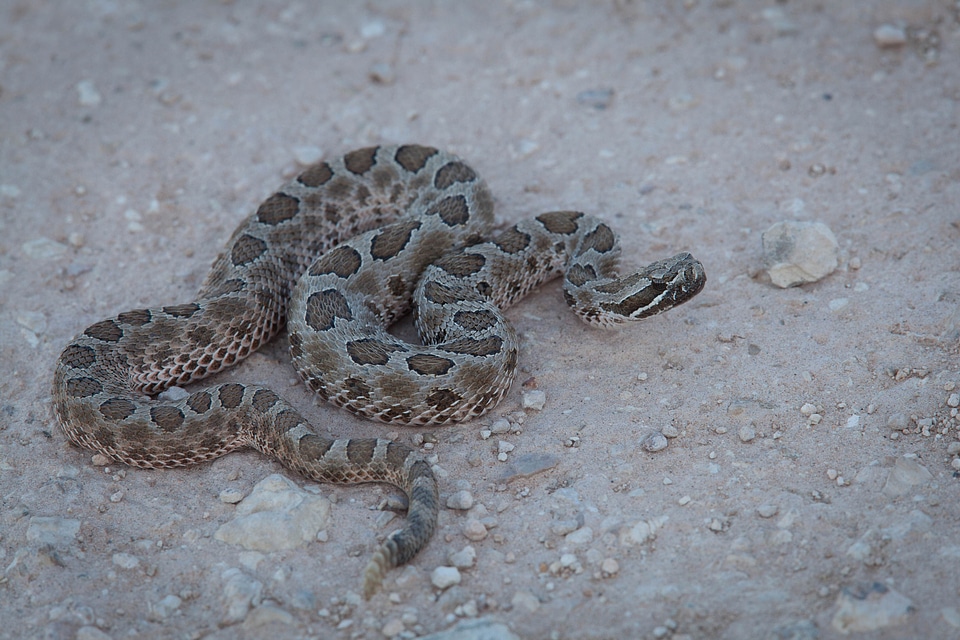Desert mexico reptile