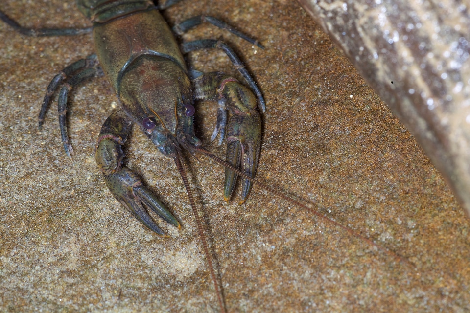 Animal crayfish fauna