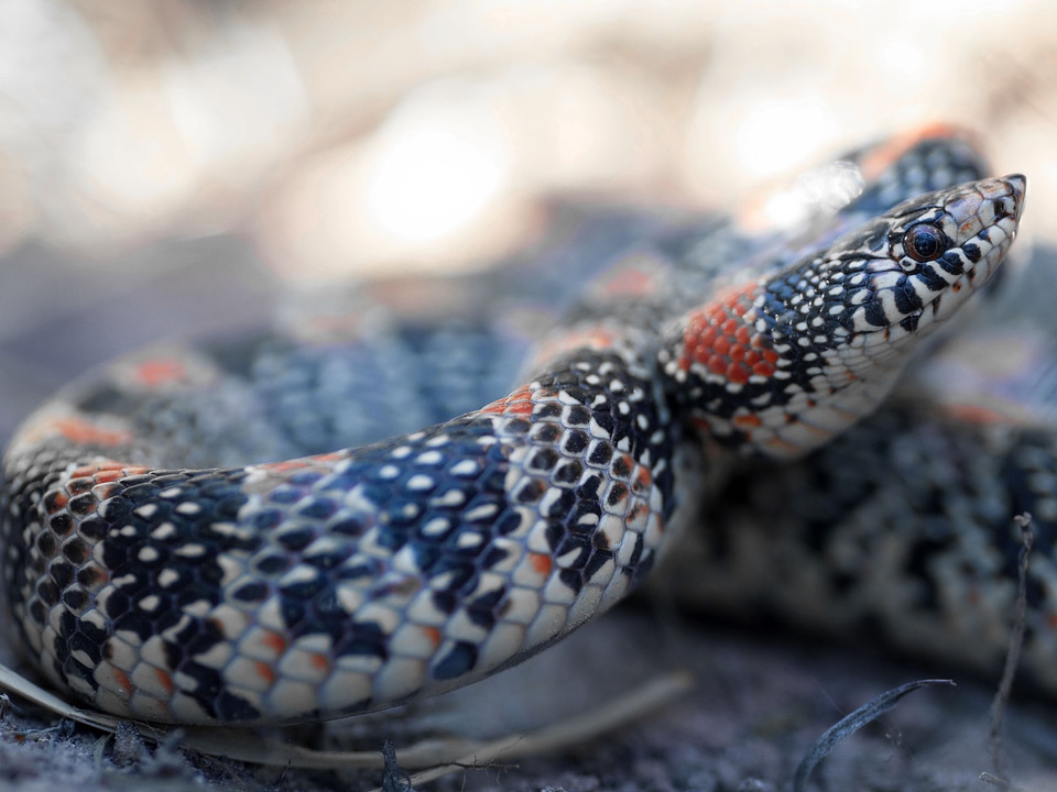 Animal beautiful photo reptile