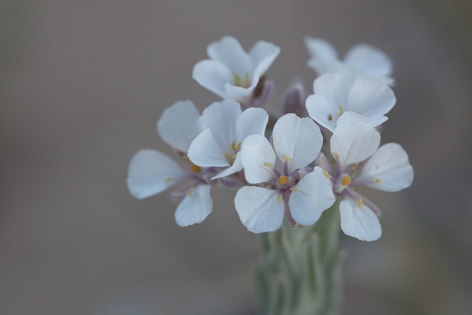 Bloom wildflower 