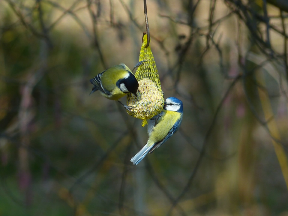 Parus caeruleus paridae small bird