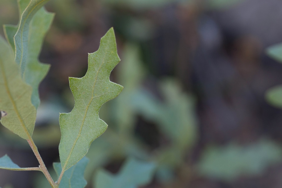 Flora greenery leaves