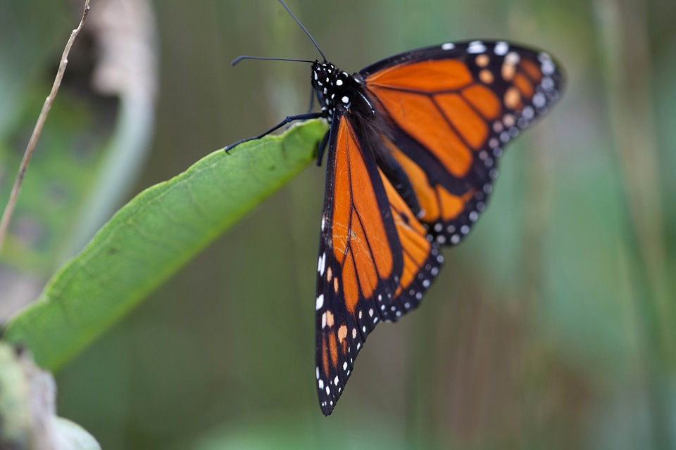 Animal bug butterfly