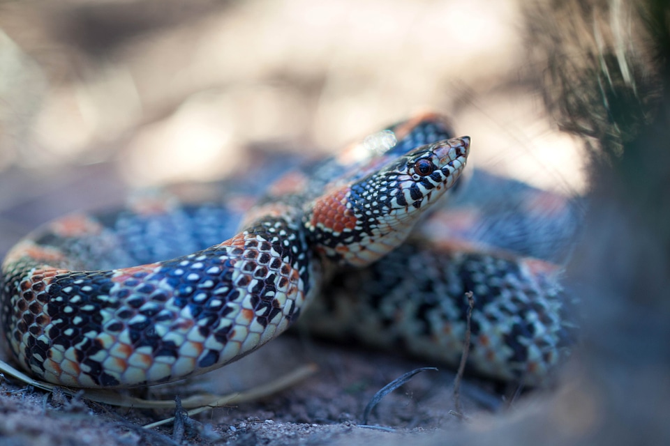 Animal colorful reptile