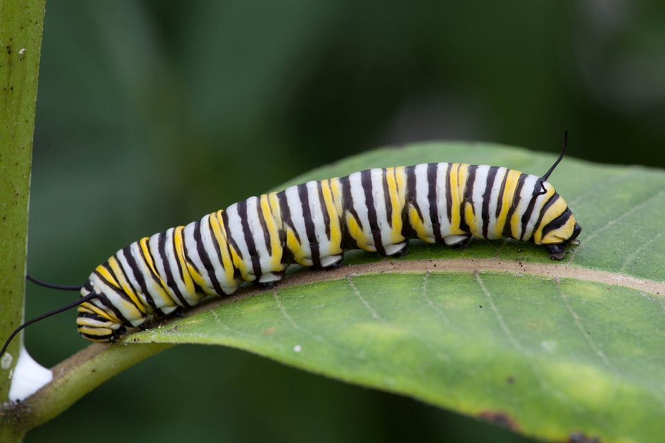 Animal beautiful photo bug