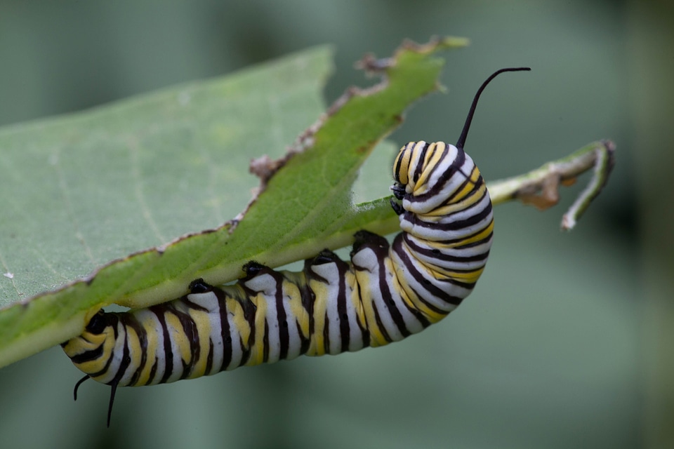 Animal beautiful photo bug