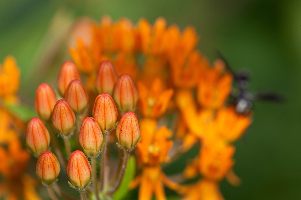 Blossoming flora flower garden