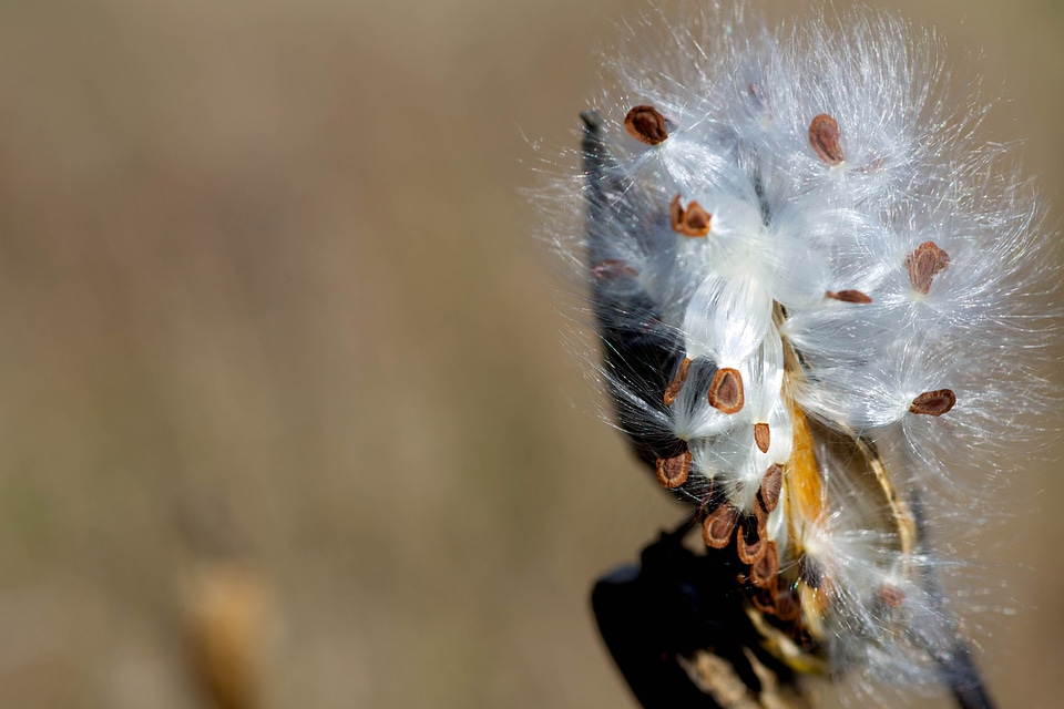 Asclepias Syriaca cast flora