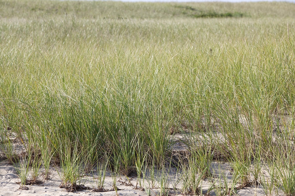 Beach Grass flora grass plants