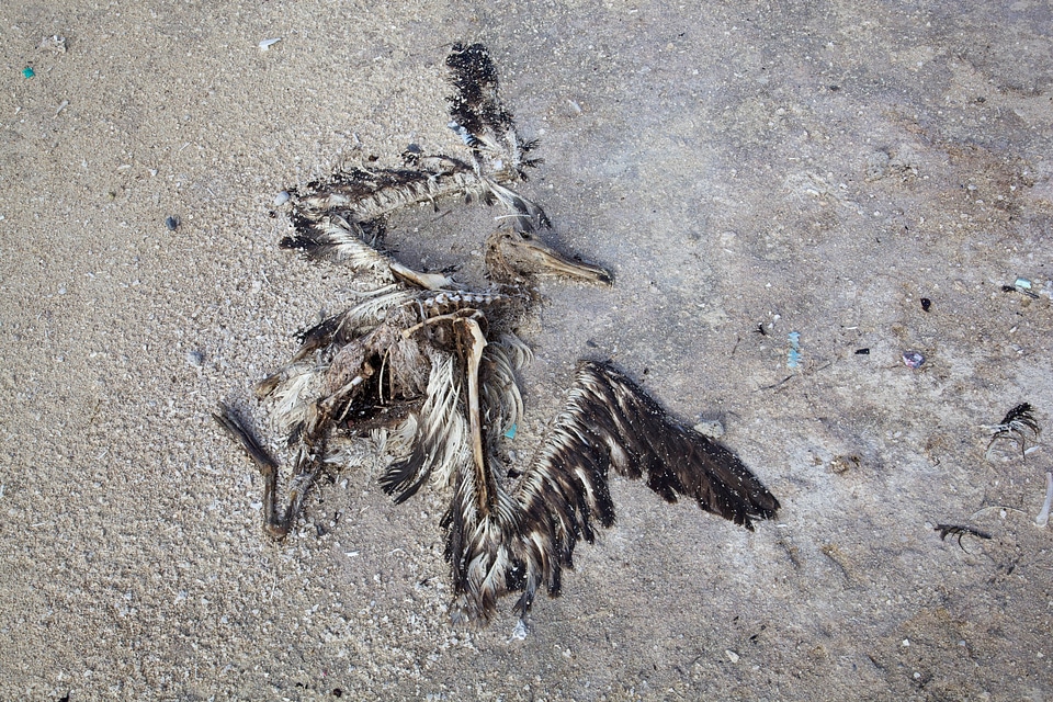 Bird bones fossil