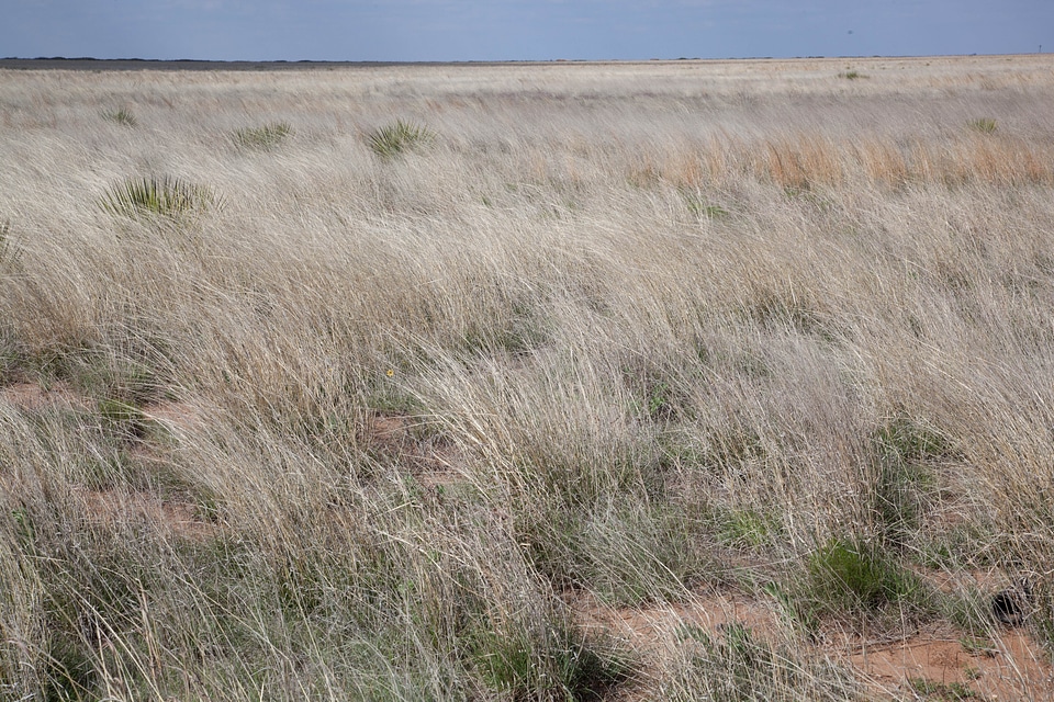 Countryside desert grass plants
