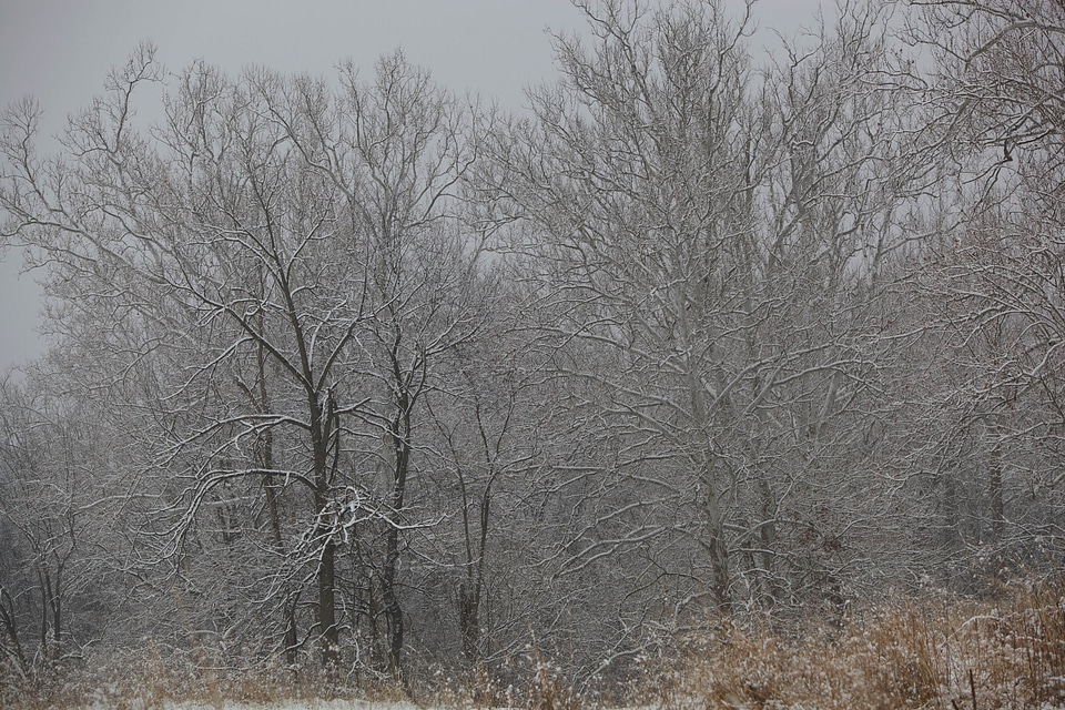 Snow tree 