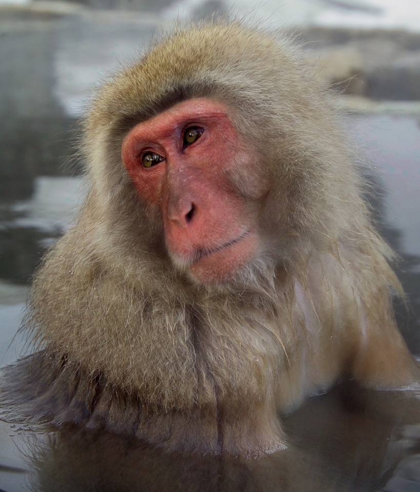 Water grooming nature
