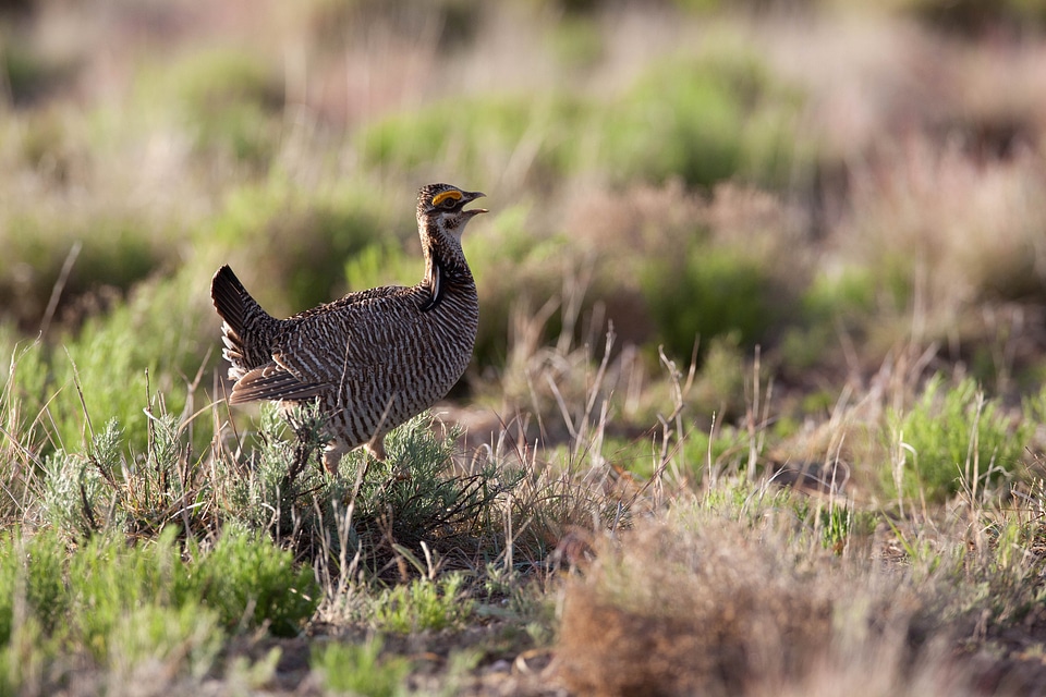 Animal bird desert