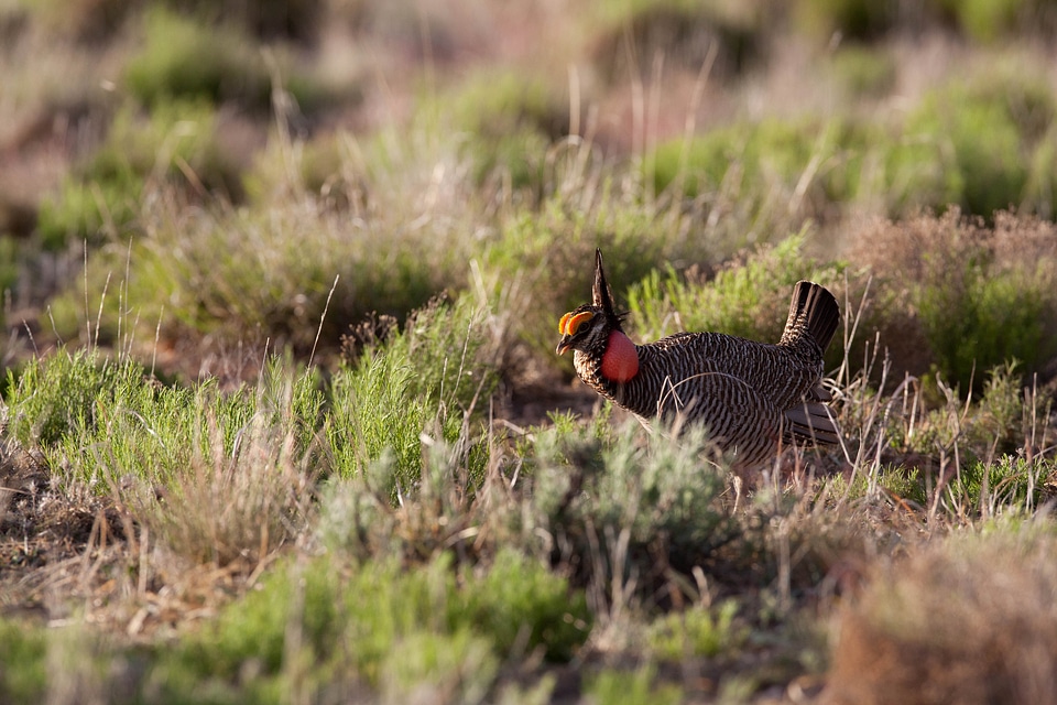 Animal bird desert