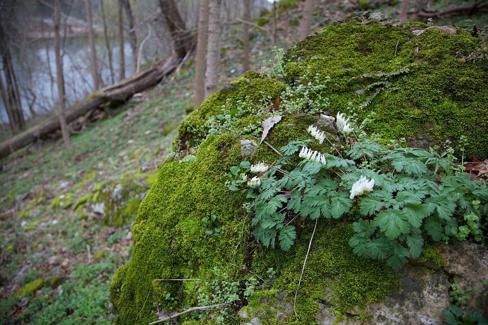 Crops flora forest