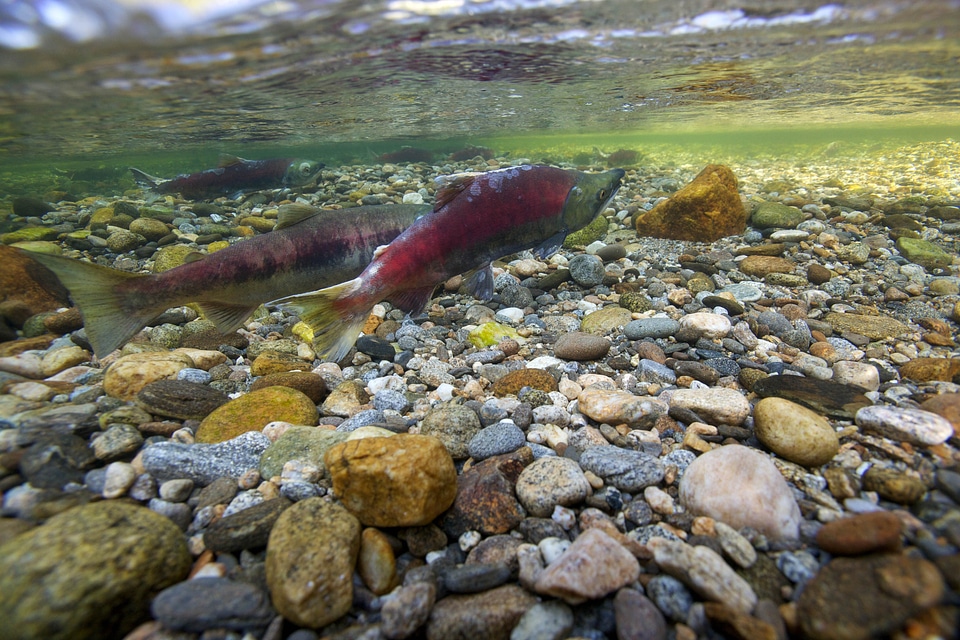 Fish Oncorhynchus nerka river